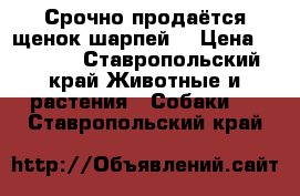 Срочно продаётся щенок(шарпей) › Цена ­ 4 000 - Ставропольский край Животные и растения » Собаки   . Ставропольский край